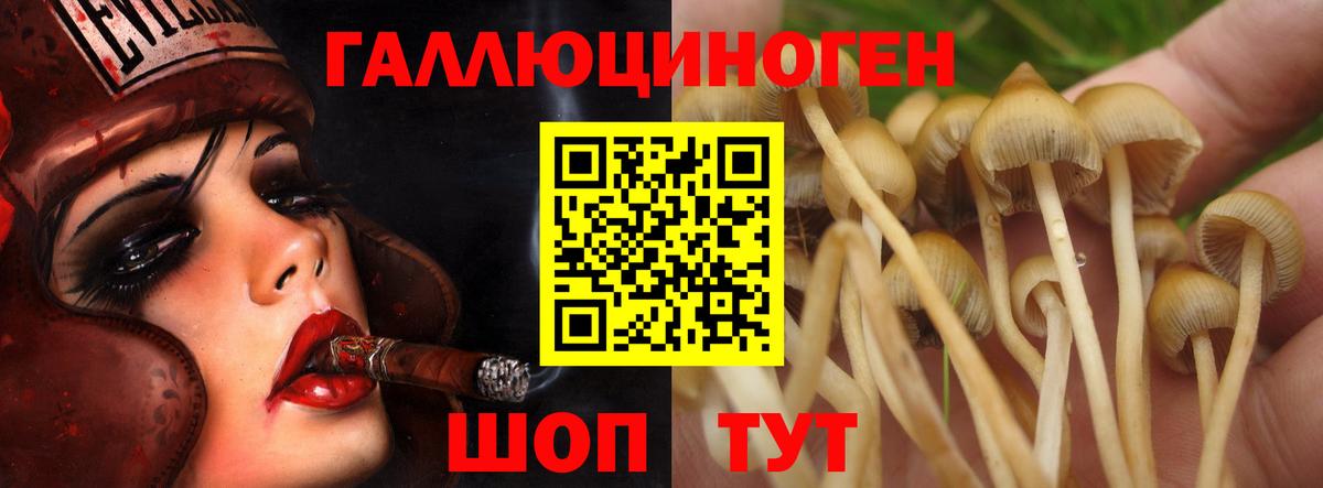 Галлюциногенные грибы Psilocybe Ковров